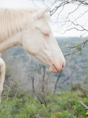 albino yarı vahşi at portresi. İsrail 