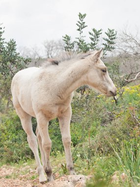 yarı vahşi krem tayı. İsrail