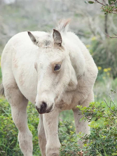 Porträtt av halv-vild grädde föl. Israel — Stockfoto