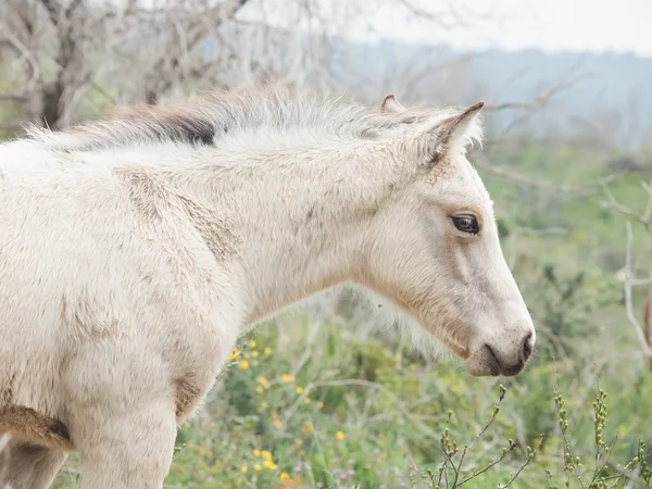 Portrait of half-wild cream foal. Israel — Stock Photo, Image