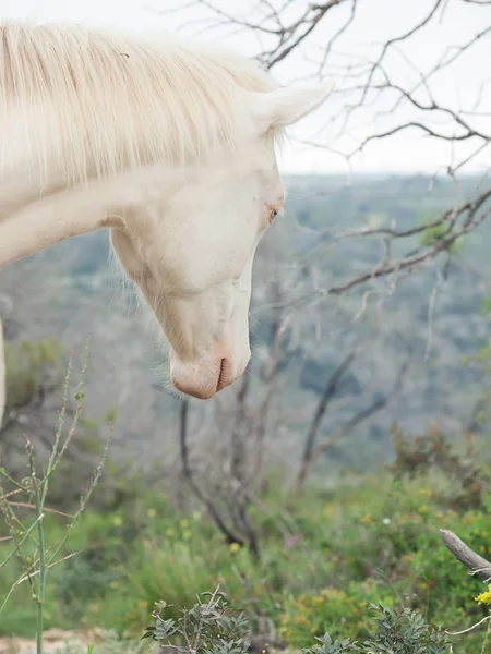 Portræt af albino halv-vilde hest. Israel - Stock-foto