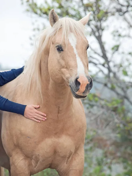 Palomino hengst. Half-wild paard. vrijheid, Israël — Stockfoto