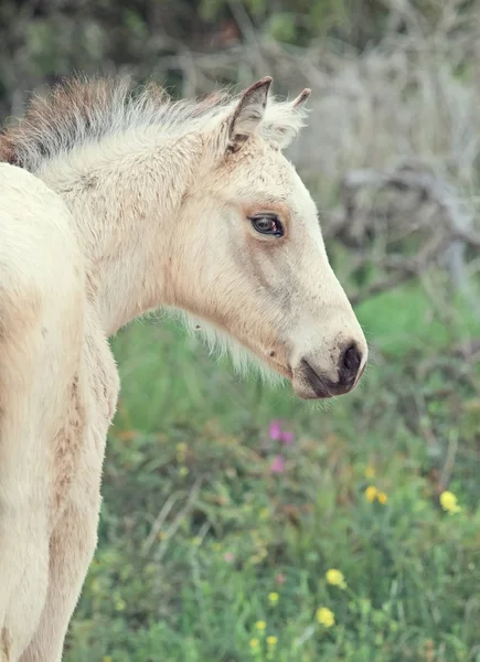 半野生クリーム子馬の肖像画。イスラエル — ストック写真