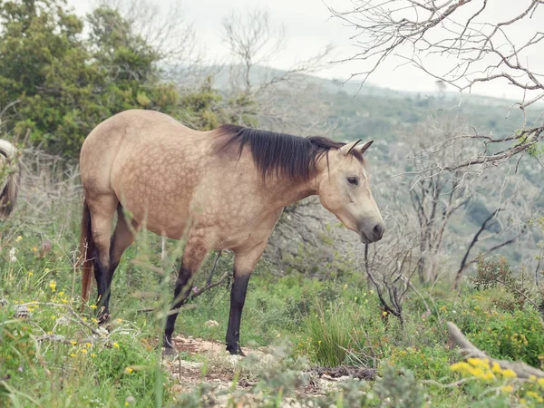 Half-wild beige mare. liberty, Israel — Stock Photo, Image