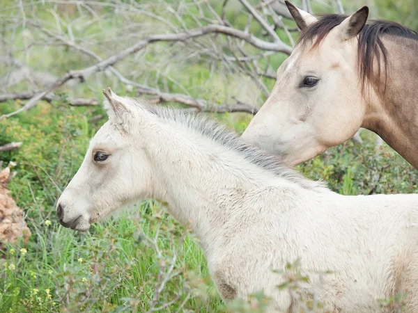 半野生母马与她的小马驹。自由以色列 — 图库照片