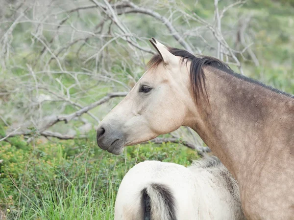 Halv-vilda hästar. frihet, Israel — Stockfoto