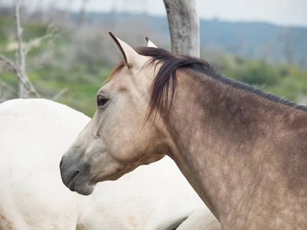 Halv-vilda hästar. frihet, Israel — Stockfoto