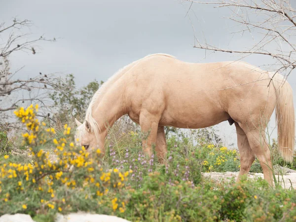 Grazling palomino stallion. Half-wild horse. liberty, Israel — Stock Photo, Image