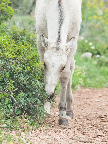 Porträtt av halv-vild grädde föl. Israel — Stockfoto