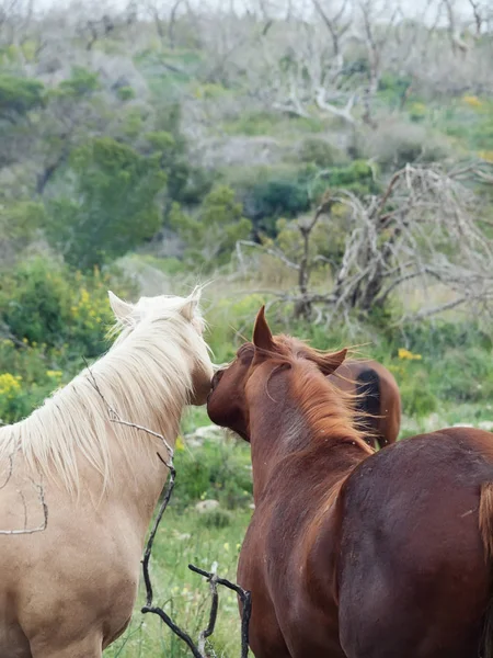 Couple of half- wild stallions.liberty. Israel — Stock Photo, Image