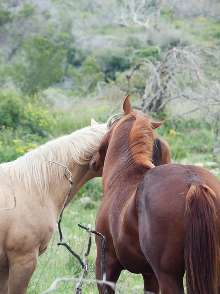半野生 stallions.liberty のカップル。イスラエル — ストック写真