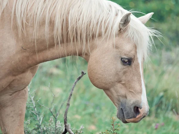 Ceamello halv-vild stallions.liberty. Israel — Stockfoto