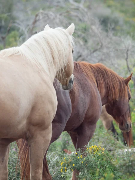 半野生の stallions.liberty。イスラエル — ストック写真