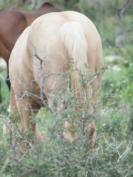 Half- wild horses, back view. liberty. Israel — Stock Photo, Image