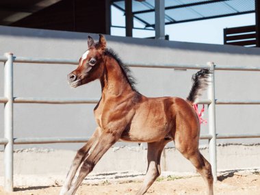 Arap küçük yavru çalıştırıyor. İsrail