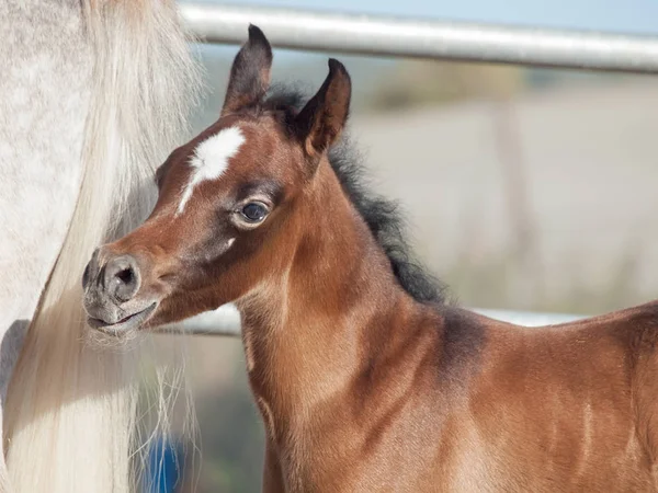 Portrait de petit poulain arabe avec maman. Israël — Photo