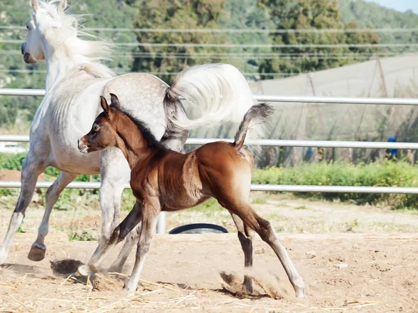 Running arabian little foal with mom — Stock Photo, Image