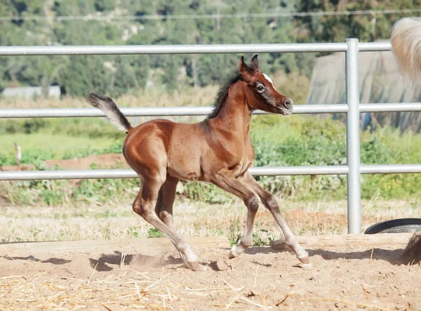 Εκτελείτε το αραβικό foal λίγο. Ισραήλ — Φωτογραφία Αρχείου