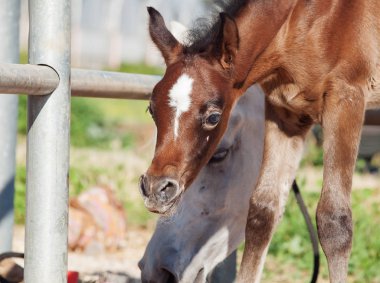 moml ile güzel Arap foa portresi. İsrail