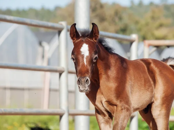 Petit poulain arabique dans le paddock. Israël — Photo