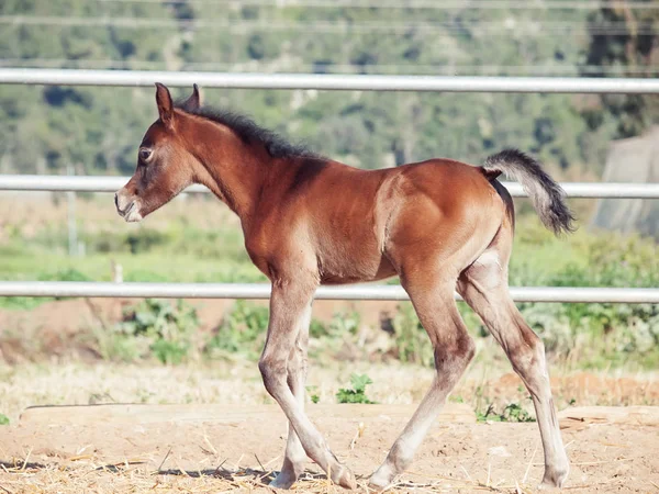 Petit poulain arabique dans le paddock. Israël — Photo