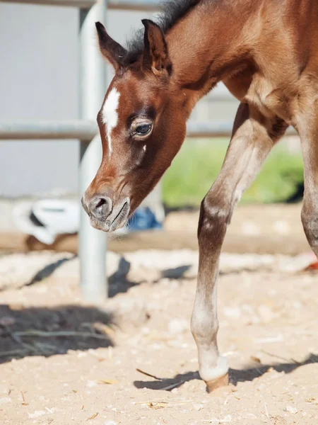 Wandelen Arabische weinig veulen in de paddock. Israël — Stockfoto