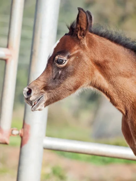 Portrait of beautiful bay arabian little foal. Israel — Stock Photo, Image