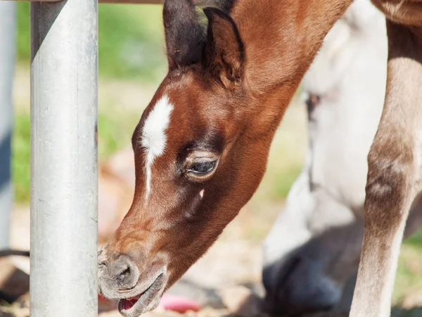 Ritratto di un bel puledro arabo curioso. Israele — Foto Stock