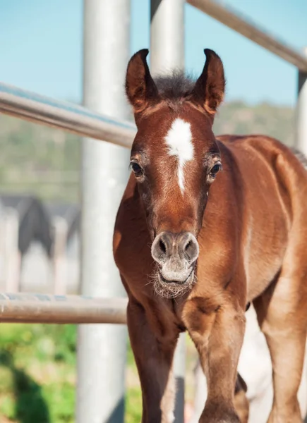 Portrait of beautiful bay arabian little foal. Israel — Stock Photo, Image