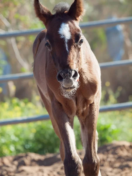 Porträtt av arabian lilla föl. Israel — Stockfoto