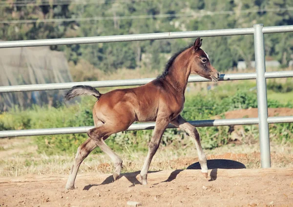 Τρέχει αραβικό foal μικρό στάβλο. Ισραήλ — Φωτογραφία Αρχείου