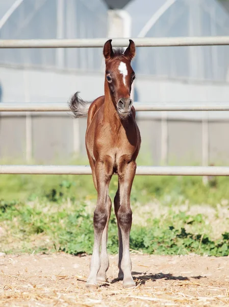 Petit poulain arabique de baie posant dans le paddock. Israël — Photo