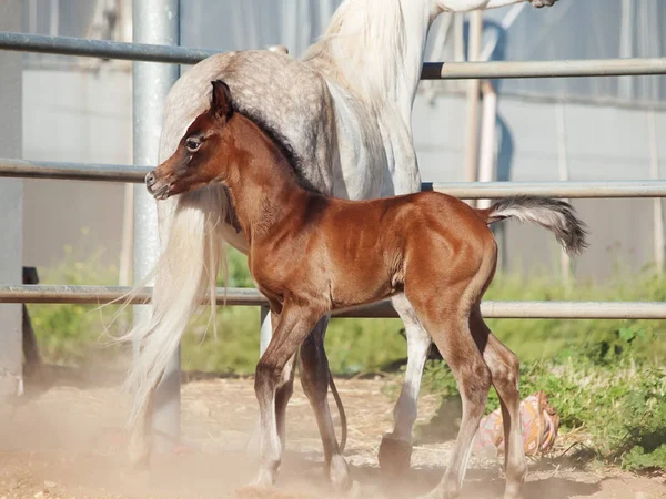 Déménager petit poulain arabe avec maman. Israël — Photo