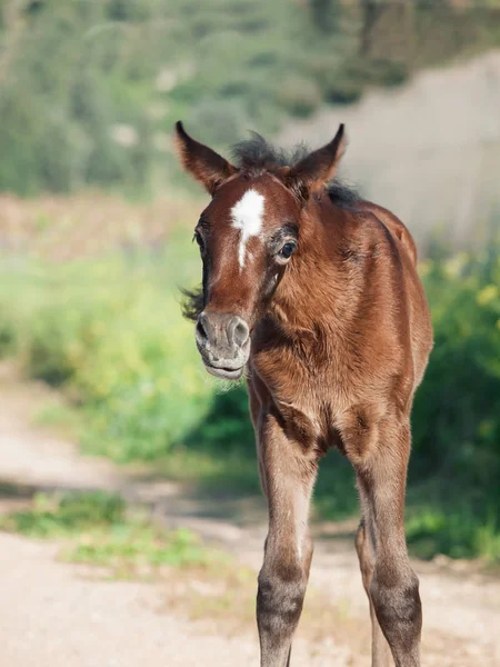 Funny portrait of arabian little foal. Israel — Stock Photo, Image