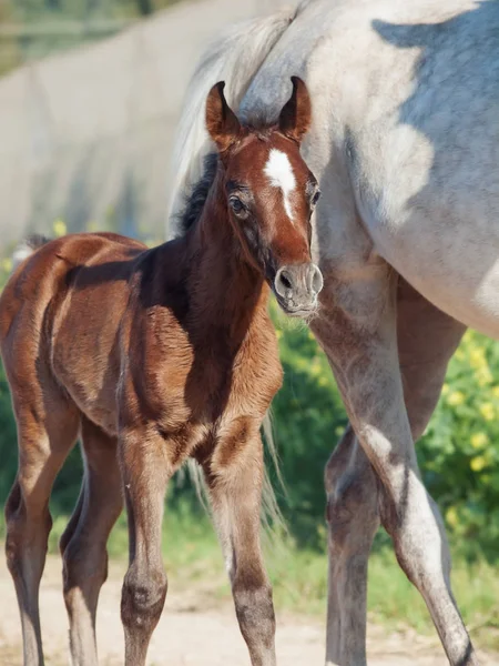 Portrait of arabian little foal with mom. Israel — Stock Photo, Image