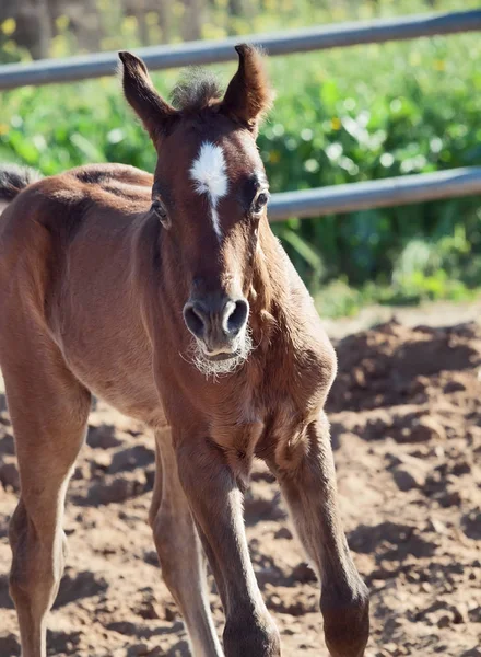 Moveing arabian little foal. Israel — Stock Photo, Image