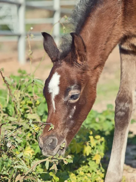 Portrait of arabian little foal feeding grass. Israel — Stock Photo, Image