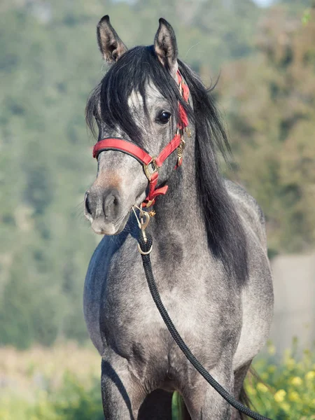 Portrait of young arabian filly. Israel — Stock Photo, Image