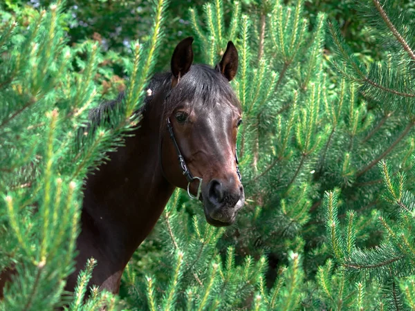 Portrait of bay sportive horse around pinetrees — Stock Photo, Image