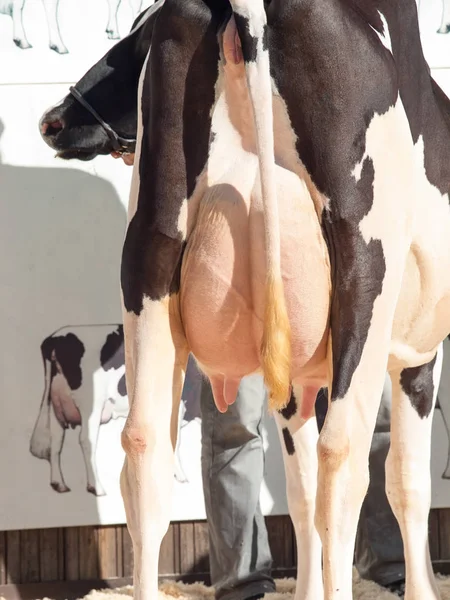 Vaca udders. exterior — Fotografia de Stock