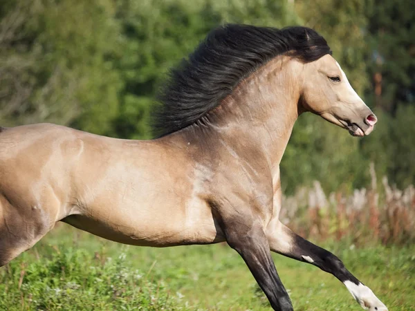 Buckskin pony galés semental en movimiento. día soleado —  Fotos de Stock