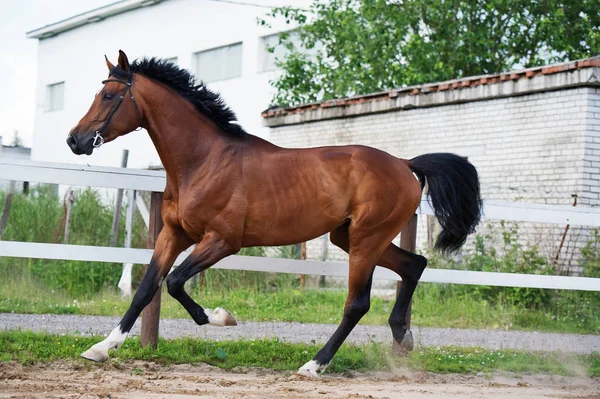 Trote de cavalo esportivo em paddock — Fotografia de Stock