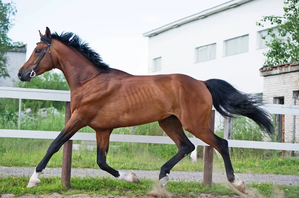 Trotto cavallo sportivo nel paddock — Foto Stock