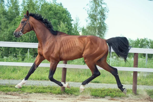 Sportif at padok içinde paça