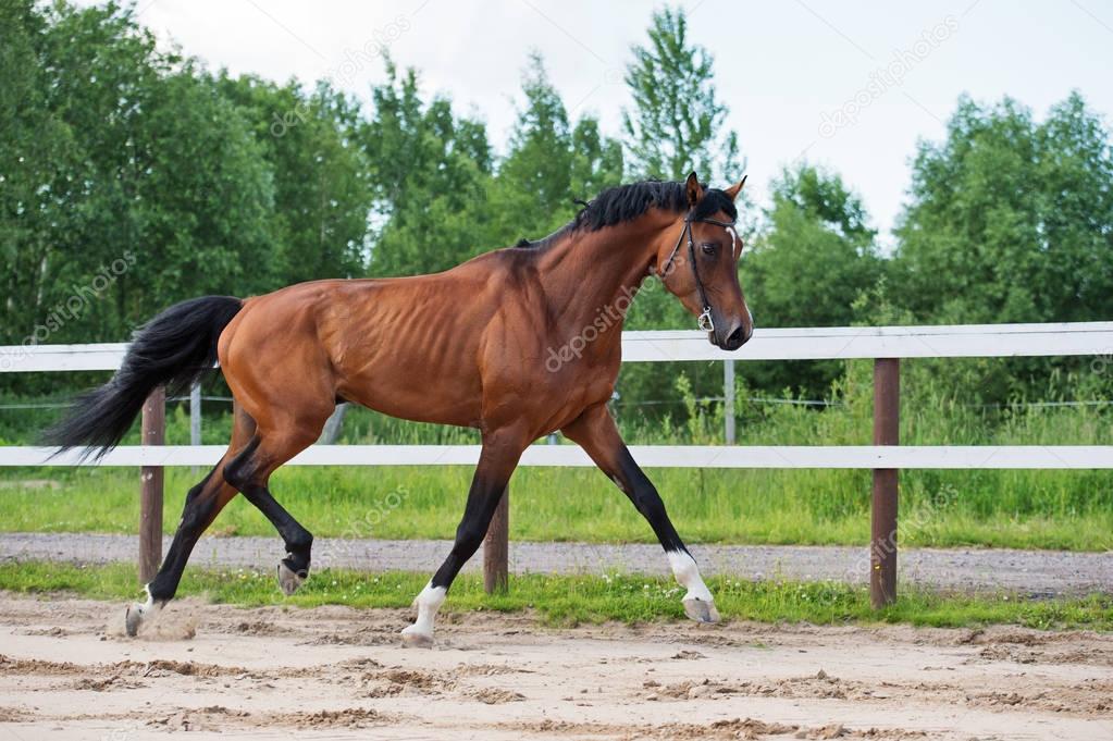 trotting sportive horse in paddock