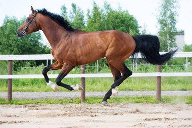 çalışan ve defne at oynarken 