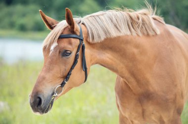 Sportif kestane mare portresi. Yaz