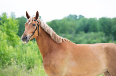 Sportif kestane mare portresi. Yaz