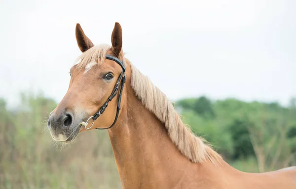 Porträt der sportlichen Fuchsstute. Sommer — Stockfoto