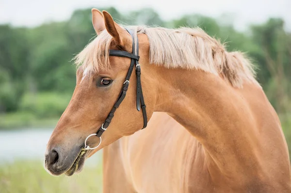 Porträt der sportlichen Fuchsstute. Sommer — Stockfoto